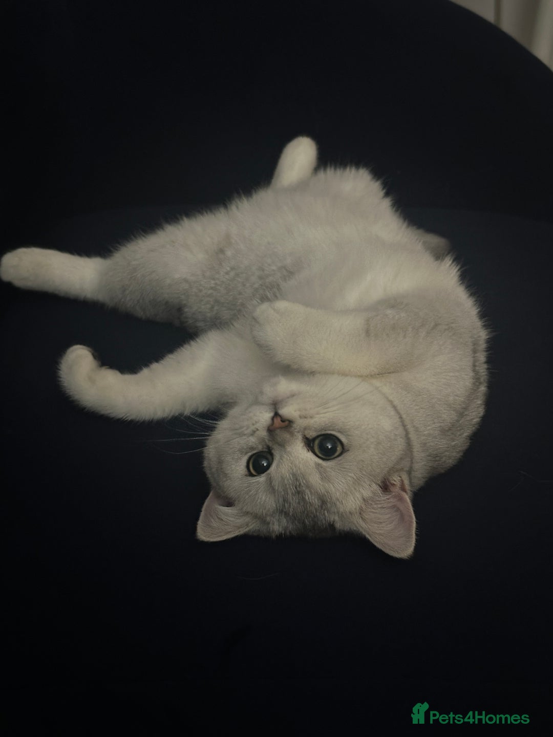 British Shorthair cats for sale: Affectionate Silver Chinchilla British Shorthair - Image 3