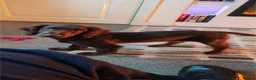 Cocker Spaniel dogs for sale: Chocolate cocker spaniel bitch in Cwmbran - Advert 2
