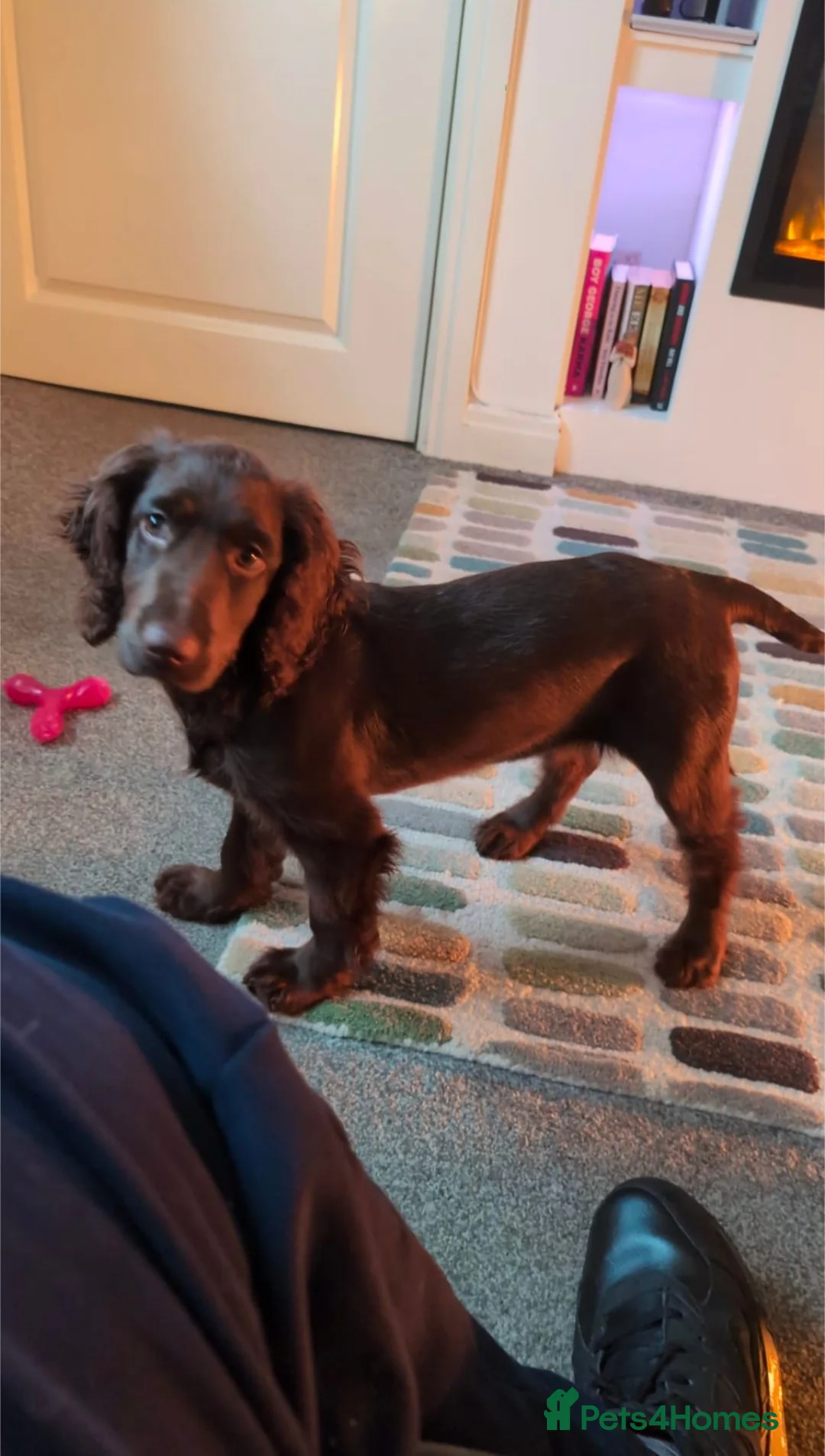 Cocker Spaniel dogs for sale: Chocolate cocker spaniel bitch in Cwmbran - Advert 2