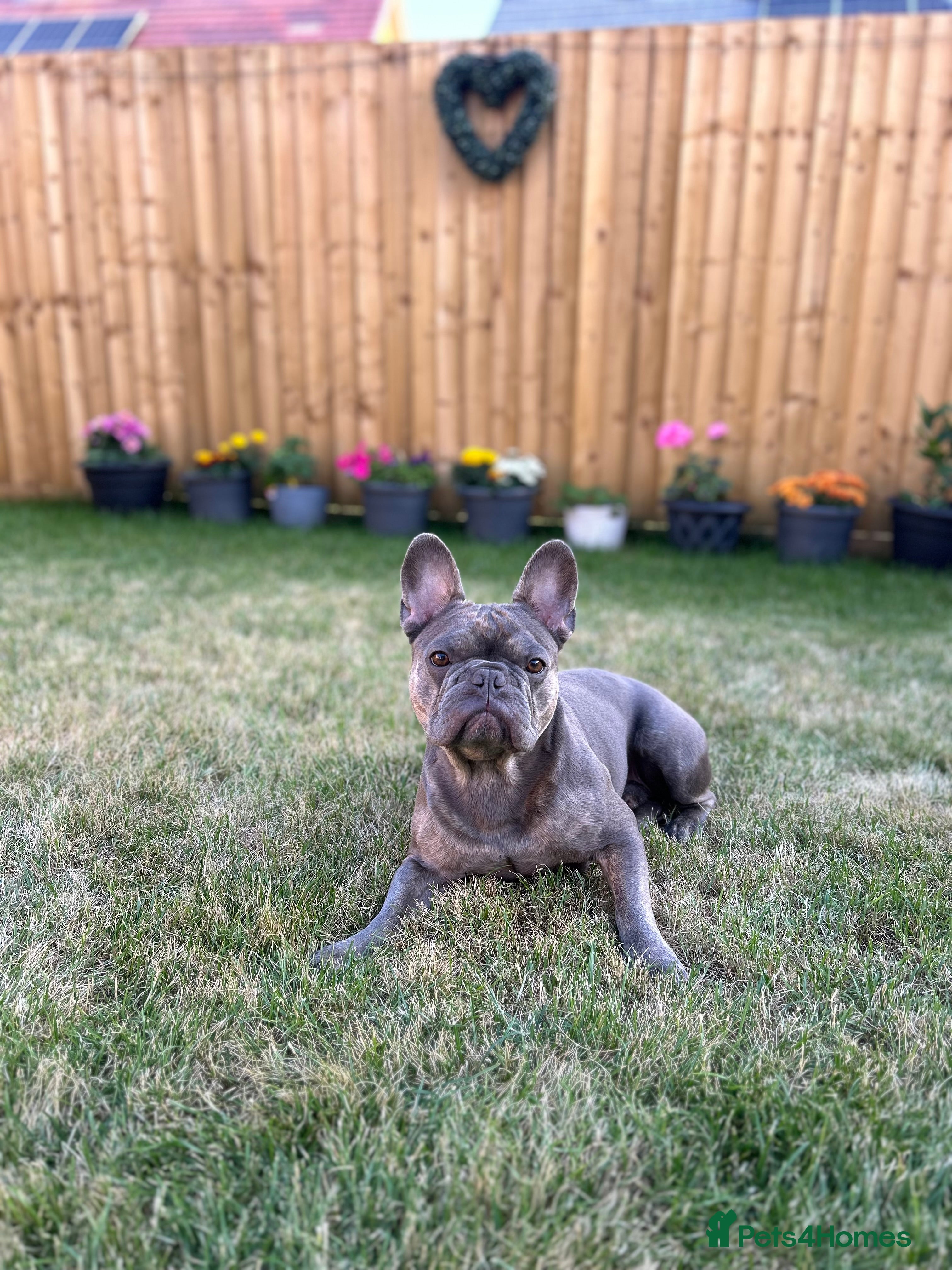 French Bulldog dogs 3 year old male French bulldog  - Advert 1