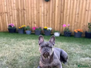 French Bulldog dogs 3 year old male French bulldog - Advert 2