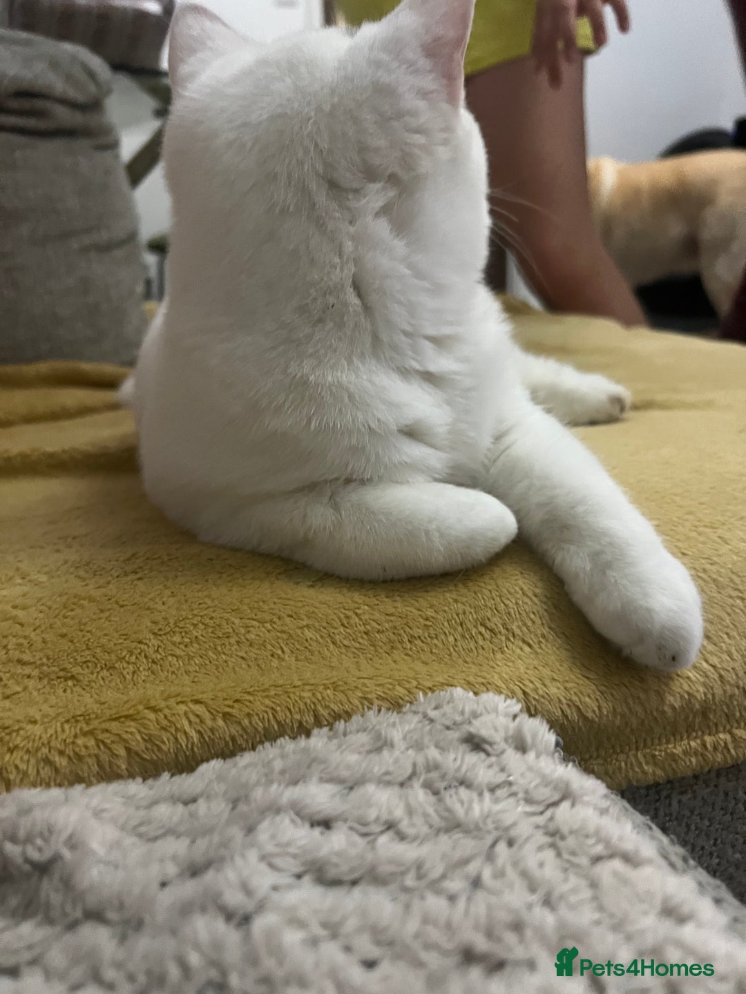 Brazilian Shorthair cats for sale: Last 2 BSH BOYS GCCF registered !!! - Image 14