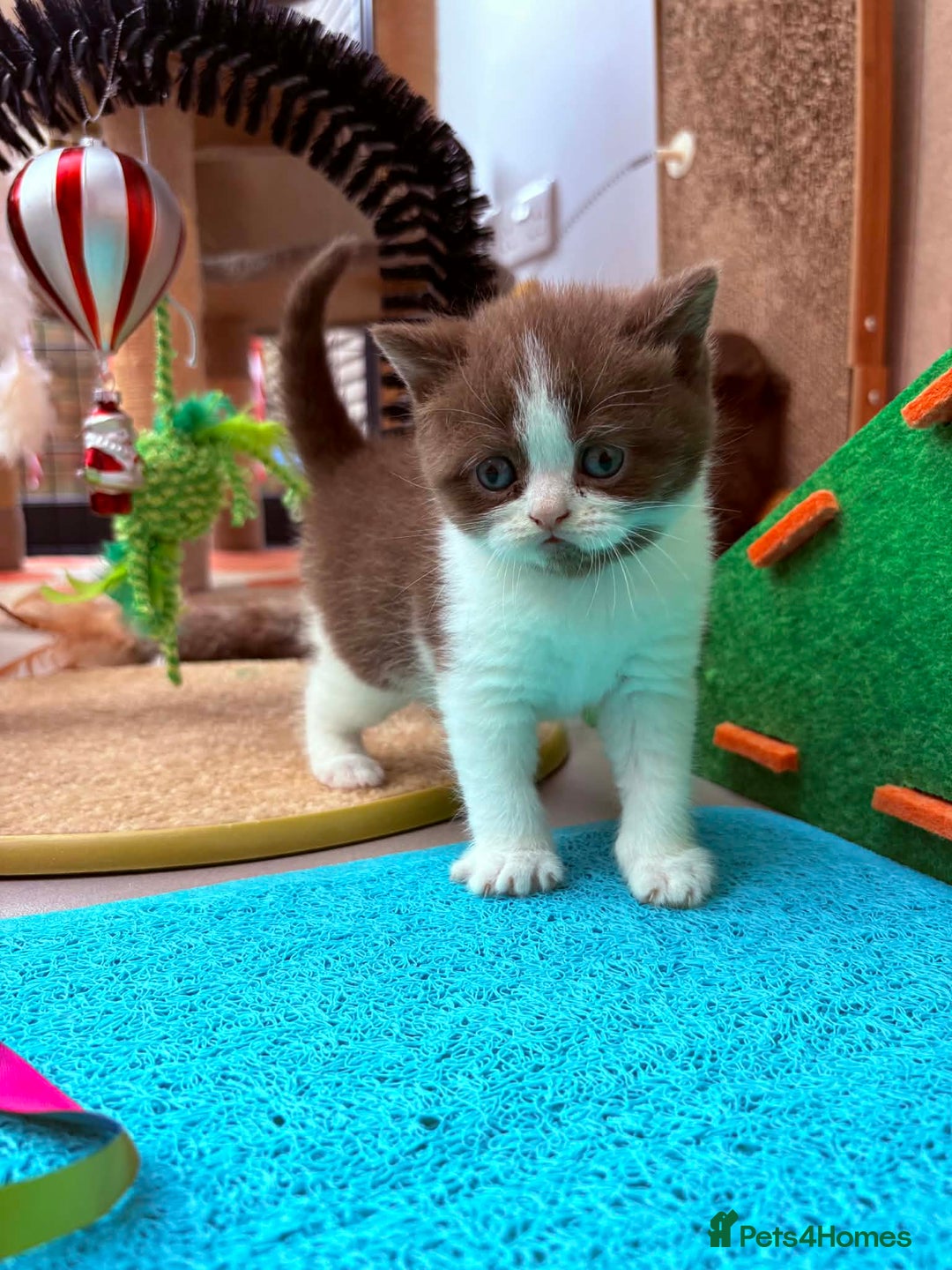 British Shorthair cats for sale: Luxury British Short-Choc& Bi-Coloured|07988240877 - Advert 11