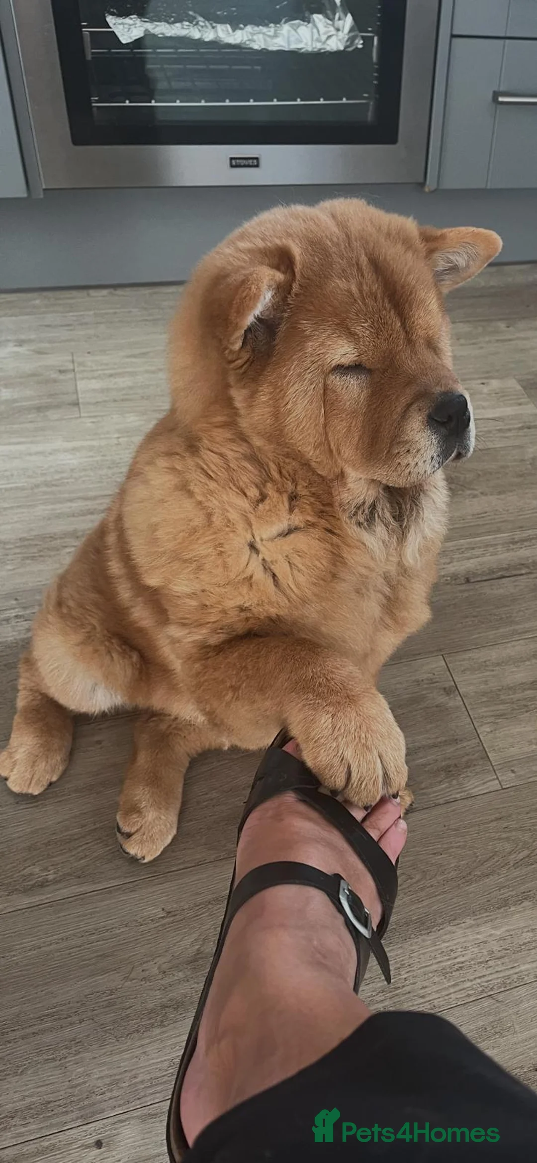 Gallery Image {{count}}