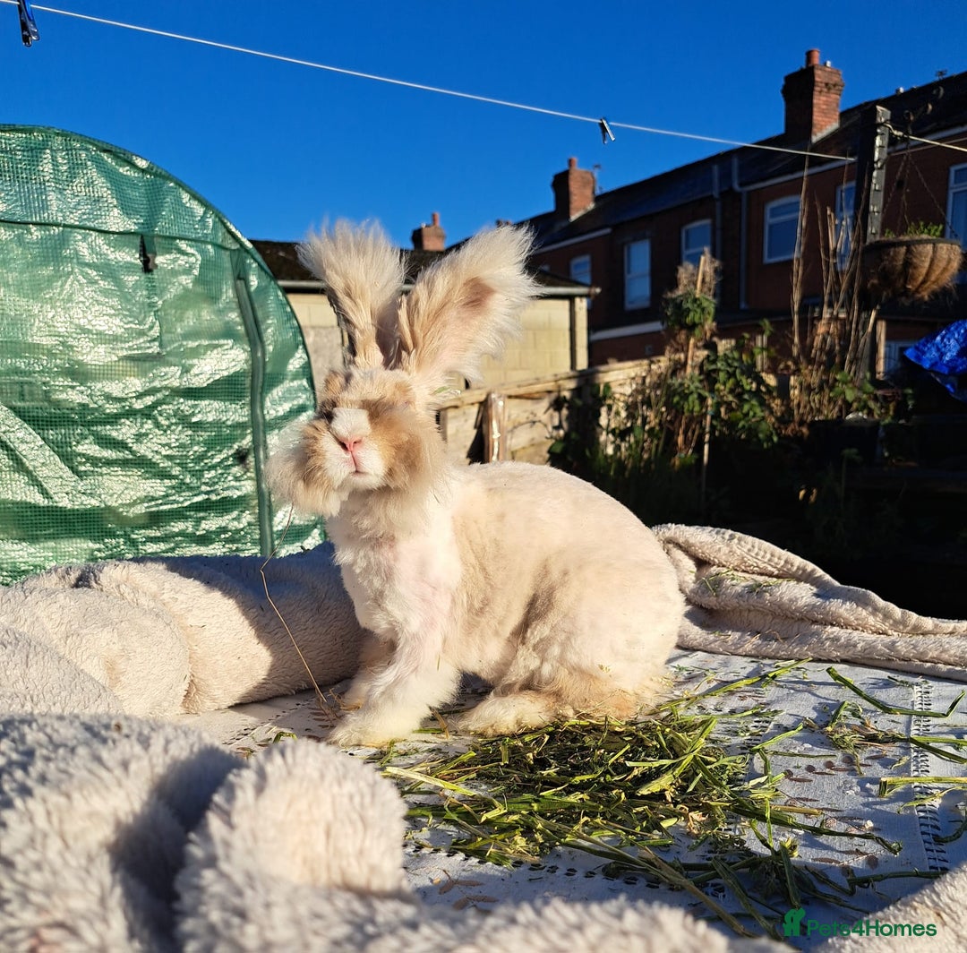 Angora rabbits for sale: Gorgeous Angora Rabbits, Pure Bred Full Faced. - Advert 27