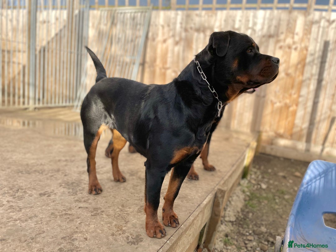Rottweiler dogs for sale: Top Quality Rottweiler Puppies - Image 5