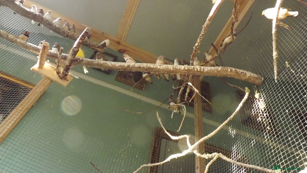 Mixed Breed birds for sale: Birds in need of rehoming, Canaries & finches - Advert 4