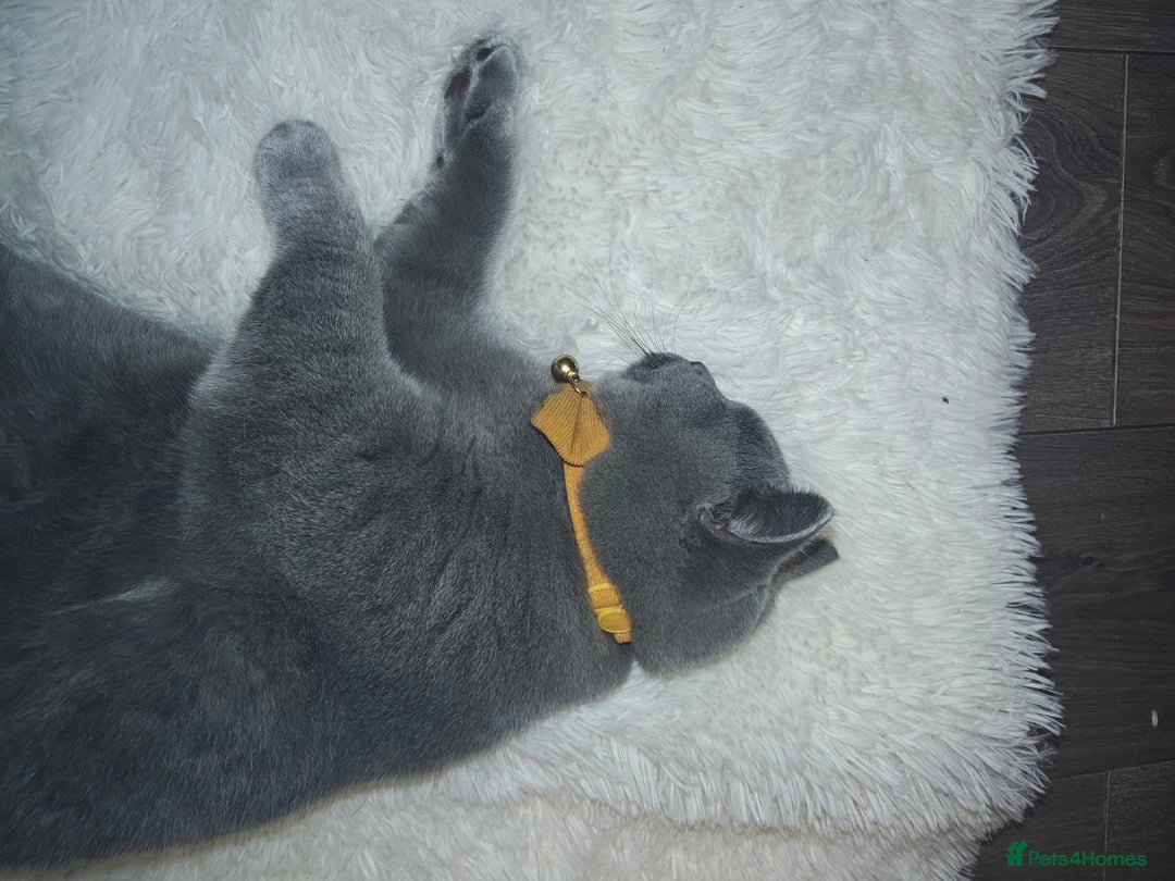 British Shorthair cats for sale: Pure Bred Blue British Shorthair  - Advert 2