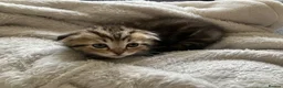 Scottish Fold cats for sale: Scottish fold and straight kittens - Advert 17