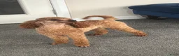 Toy Poodle dogs for stud: KC RED TOY POODLE STUD - Advert 21