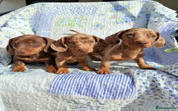 Dachshund dogs for sale: Miniature dashound puppies  - Image 1