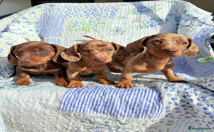 Dachshund dogs - Advert 1