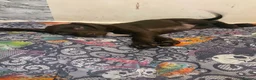 Springador dogs for sale: 🐾 Looking for a Loving Home – Meet Luna 🐾 - Advert 13