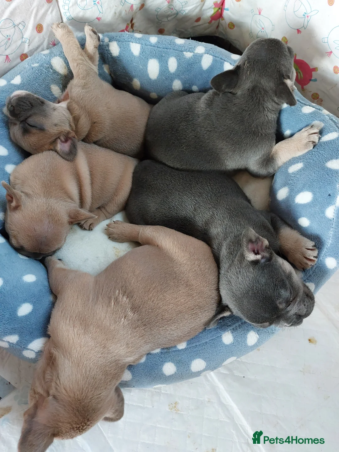 French Bulldog dogs for stud: kc French Bulldog Stud - Advert 26