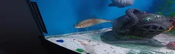 Other/Mixed Breed fish for sale: tropical fish in Lowestoft - Advert 3