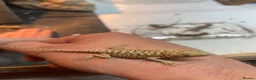 Bearded Dragon reptiles for sale: Bearded dragons  in Dover - Advert 7