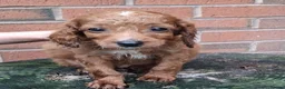 Cockapoo dogs for sale: ** BEAUTIFUL LITTER OF COCKAPOO PUPPIES ** - Advert 26