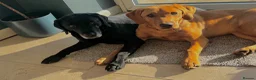 Labrador Retriever dogs for sale: Superb pedigree KC reg Labrador Retriever Puppies - Advert 14