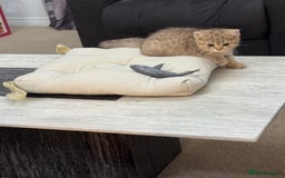 British Shorthair cats for sale: British shorthair  - Image 16