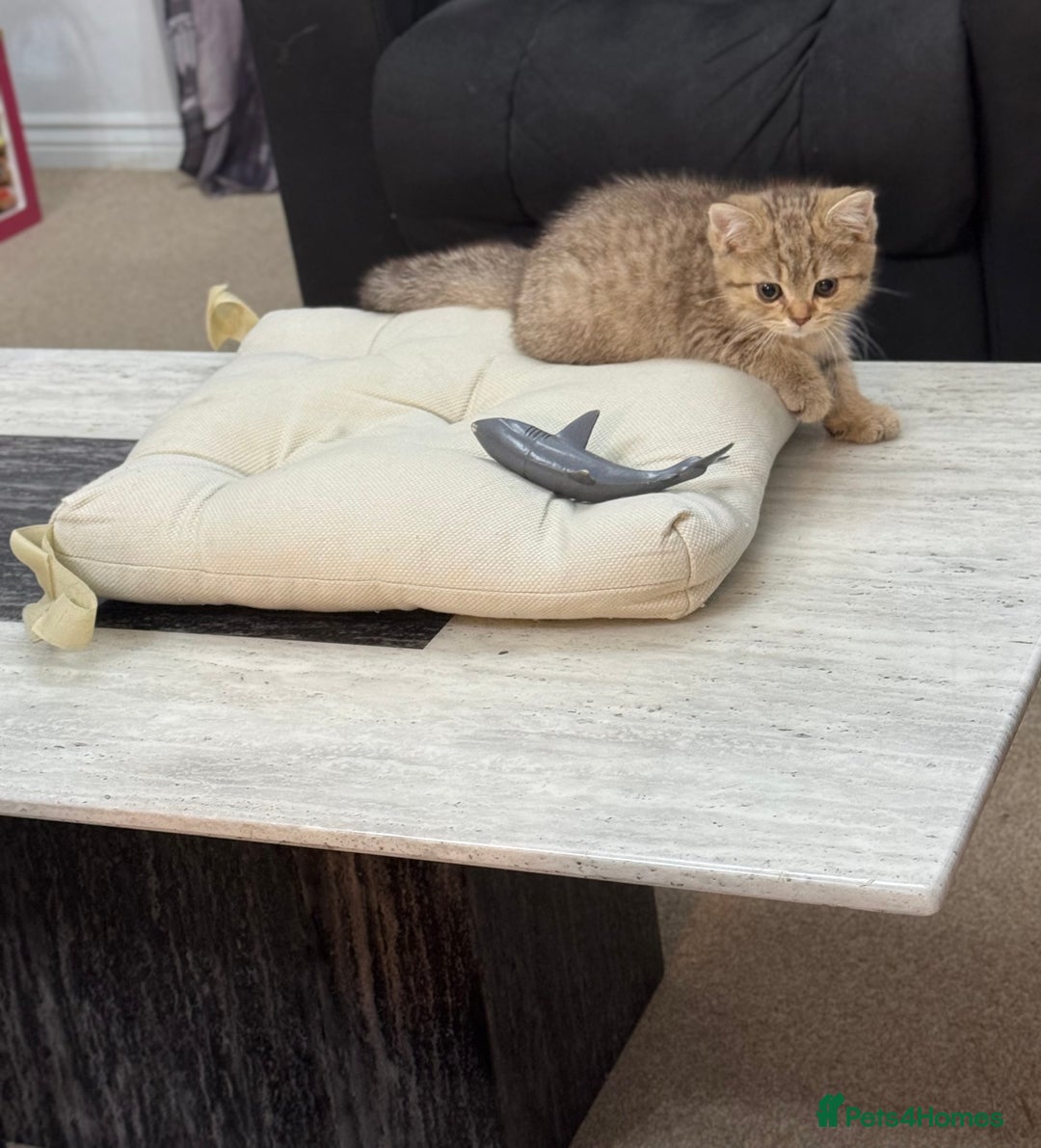British Shorthair cats for sale: British shorthair  - Image 16