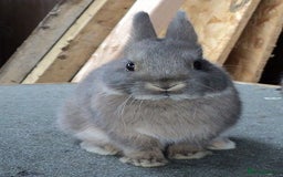 Netherland Dwarf rabbits for sale: Baby rabbit  - Advert 5