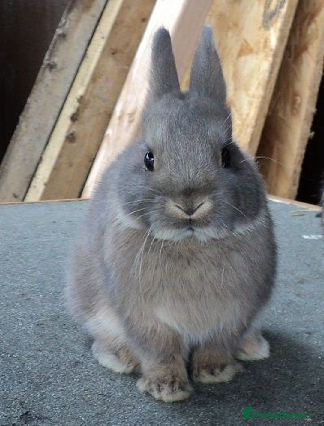 Netherland Dwarf rabbits for sale: Baby rabbit  - Advert 5