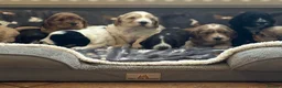Cockapoo dogs for sale: Stunning F1 Cockapoos from H/Tested KC Parents!! - Advert 1