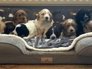 Cockapoo dogs Stunning F1 Cockapoos from H/Tested KC Parents!! - Advert 3
