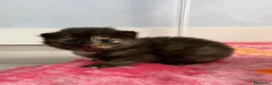 Darker tortie 