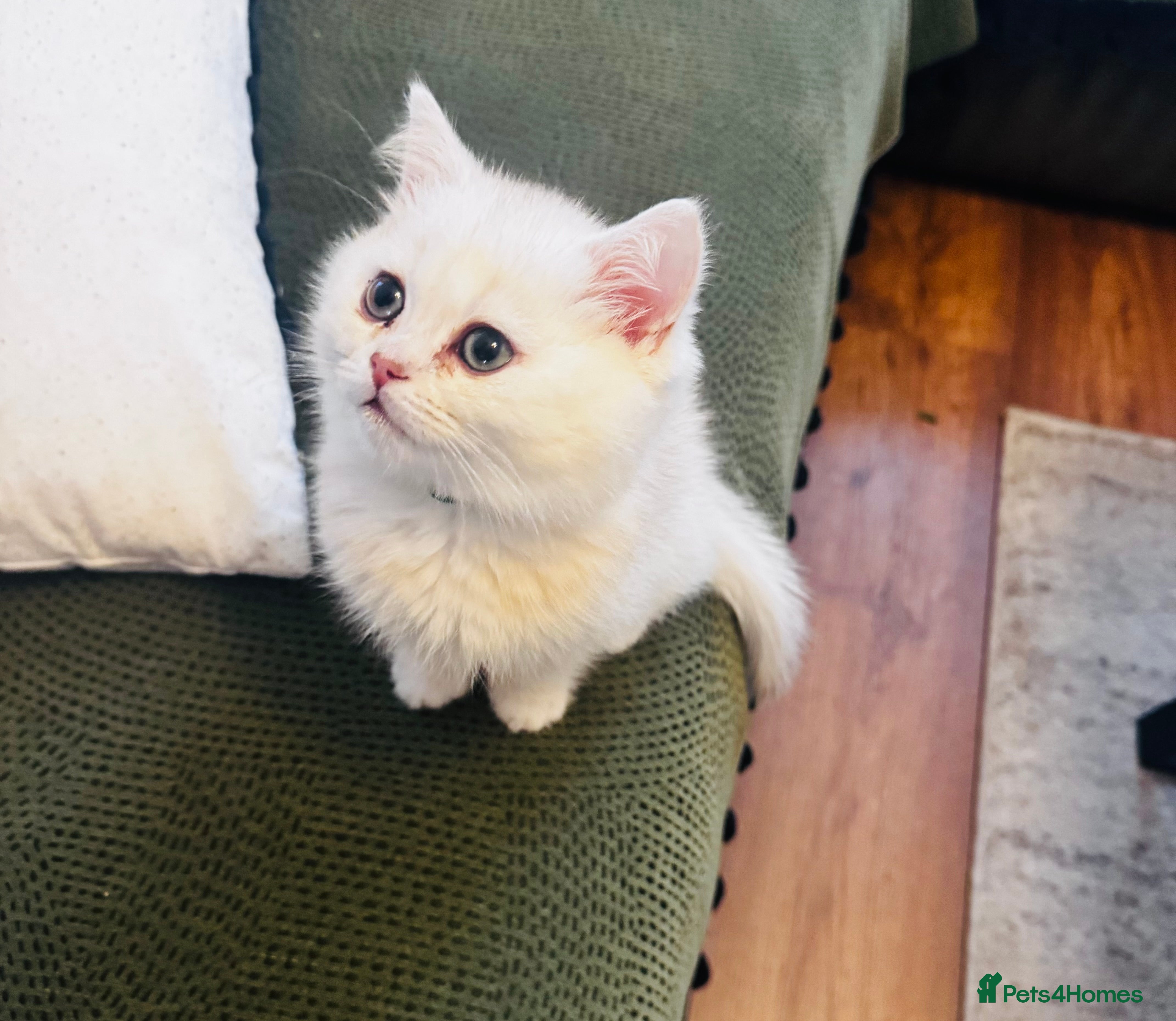 British Shorthair cats British Shorthair Male – Loving Home Wanted - Advert 11