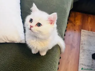 British Shorthair cats British Shorthair Male – Loving Home Wanted - Advert 11