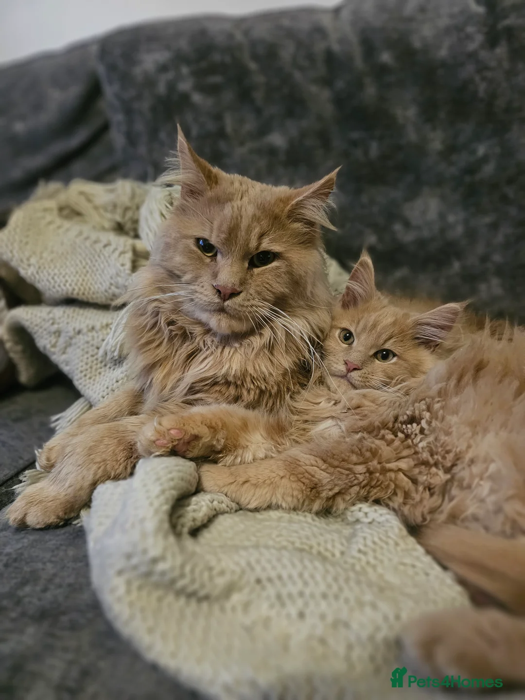 Maine Coon cats for sale: Maine Coon Kittens – Ready After 28th February 🐾 - Advert 6