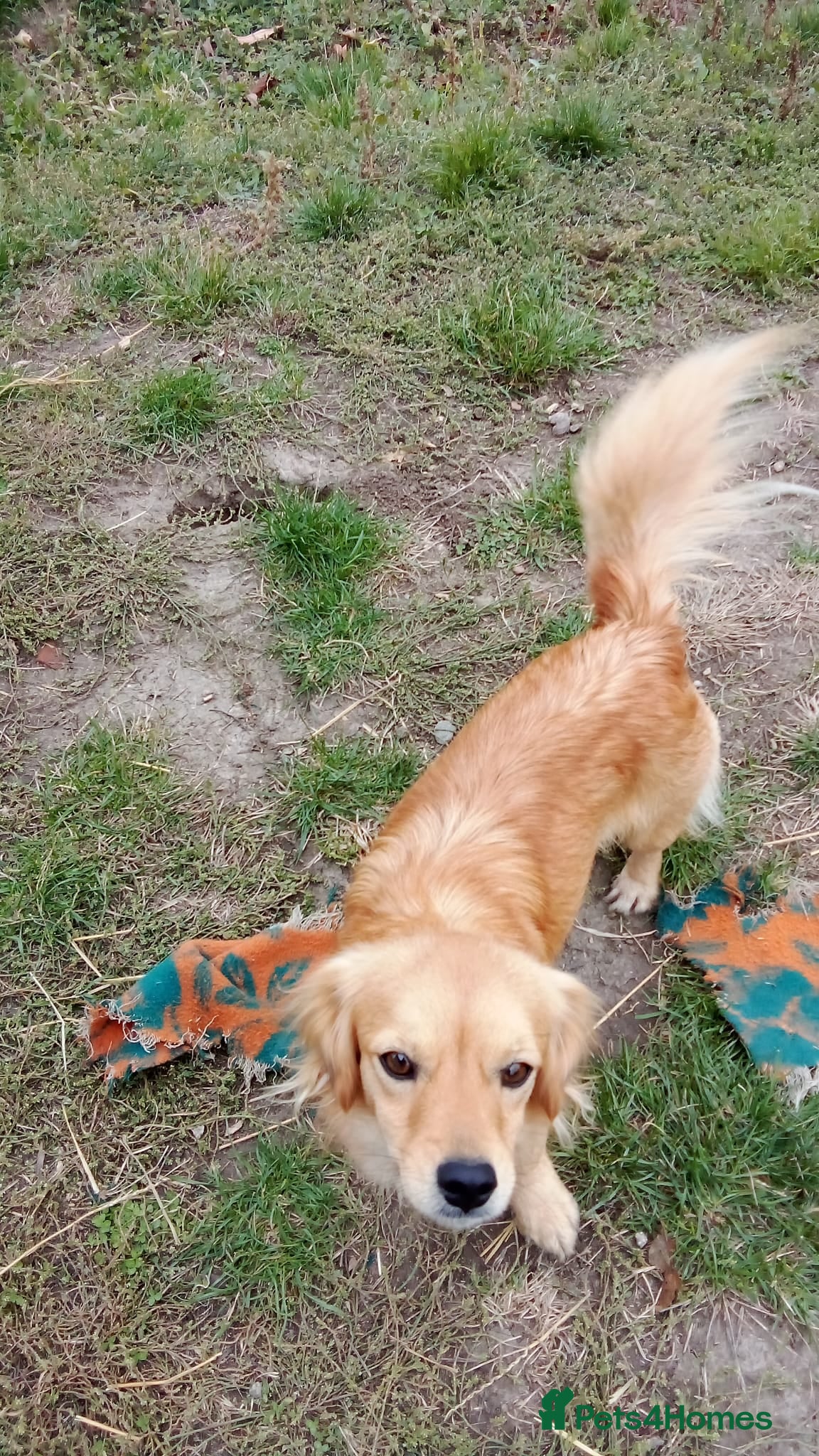 Mixed Breed dogs MARA - a Beautiful Little Girl, for a Loving Home - Advert 19