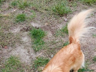 Mixed Breed dogs MARA - a Beautiful Little Girl, for a Loving Home - Advert 1