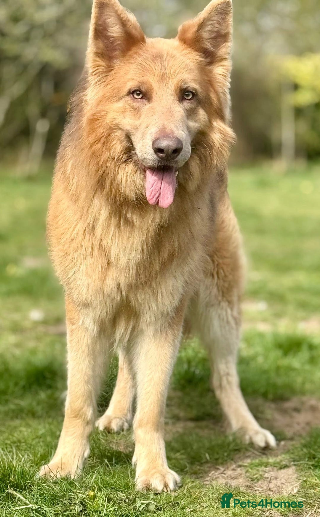 German Shepherd dogs for stud: Isabella & tan German shepherd stud dog - Image 5