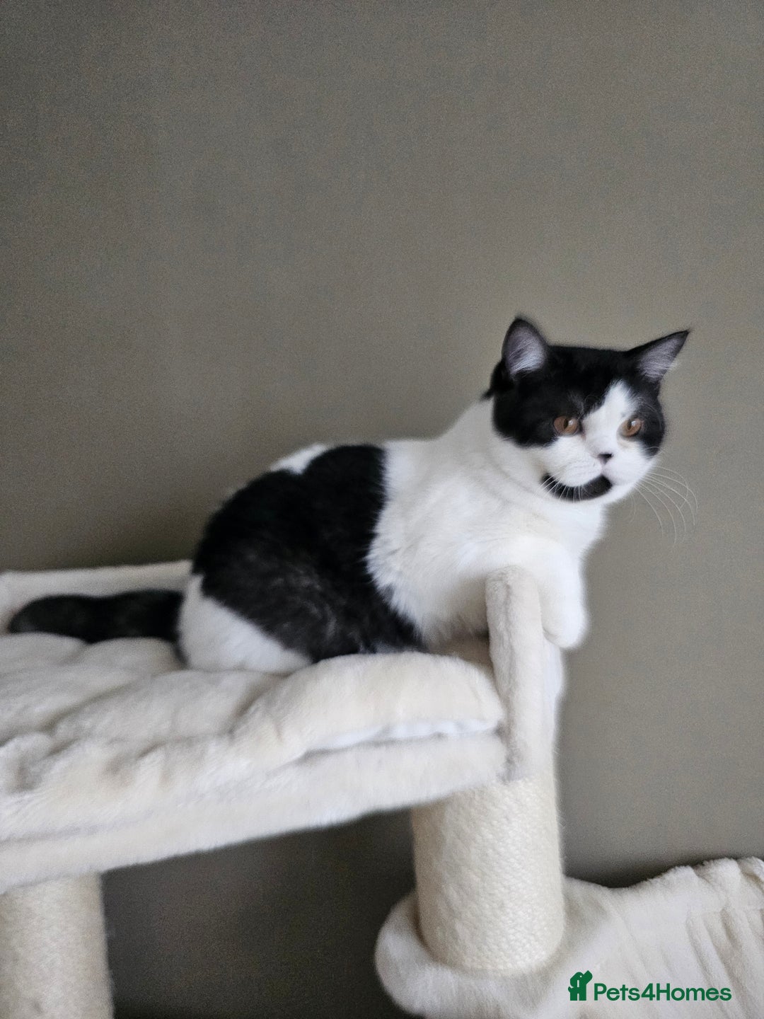 British Shorthair cats for sale: ✨SUPER CUDDLY BOY ✨ Total lap cat ✨ Rare colour ✨ in Biggleswade - Image 6