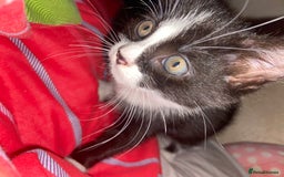 Mixed Breed cats for sale: Female kittens - Image 8