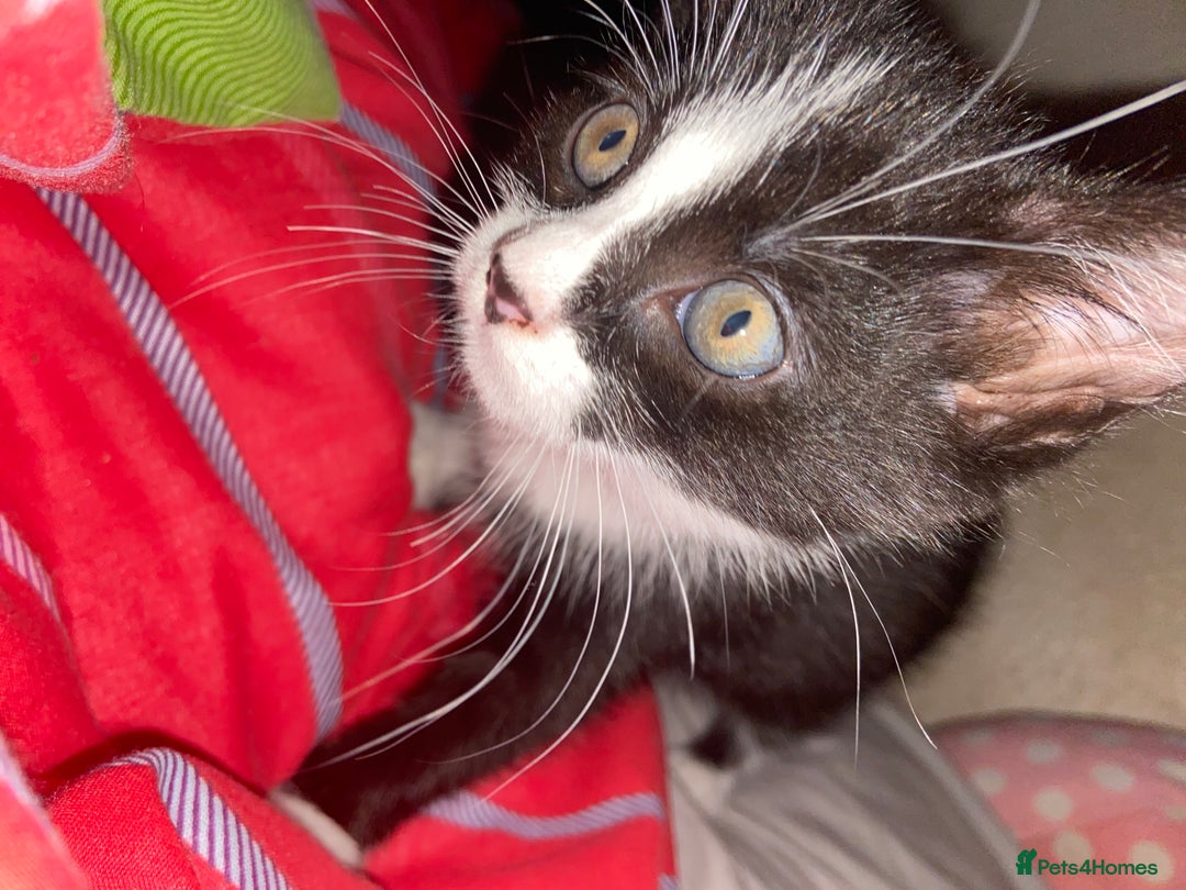 Mixed Breed cats for sale: Female kittens - Image 8