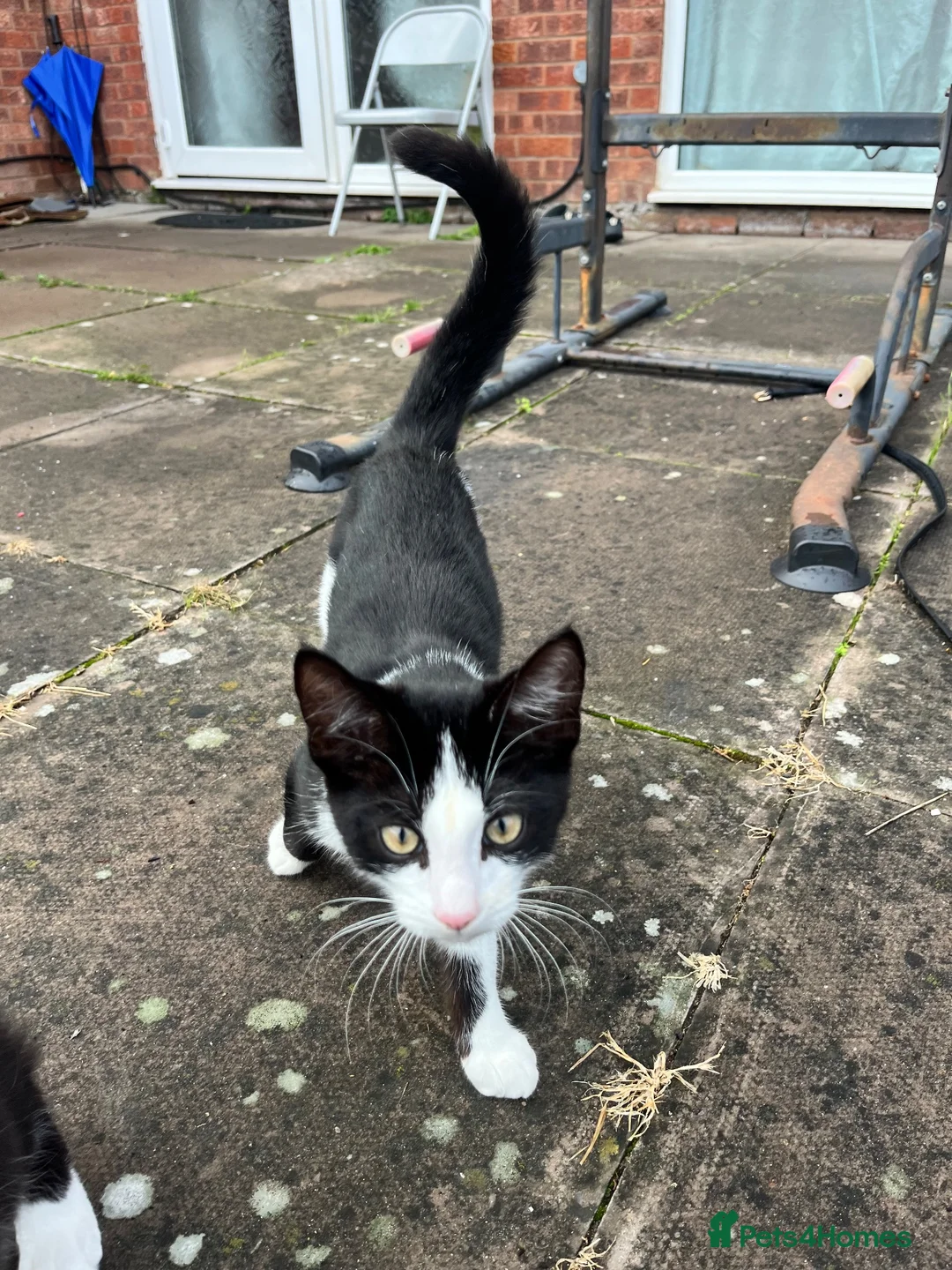 Mixed Breed cats for sale: 2 tuxedo males  in Wolverhampton - Advert 2