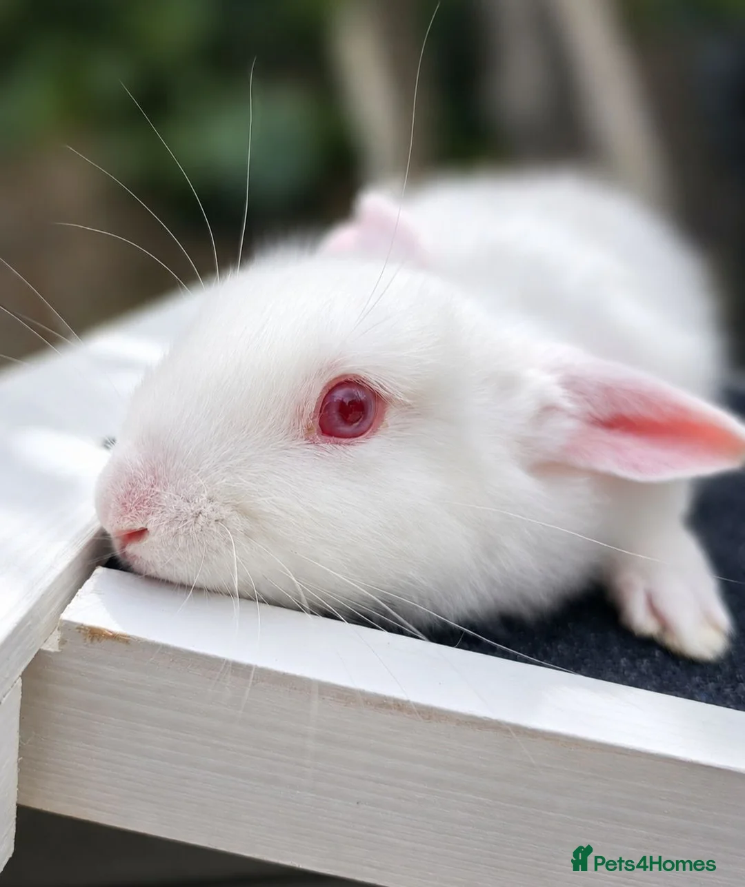 New Zealand rabbits for sale: 2 baby bunnies & mum  in Southam - Advert 2