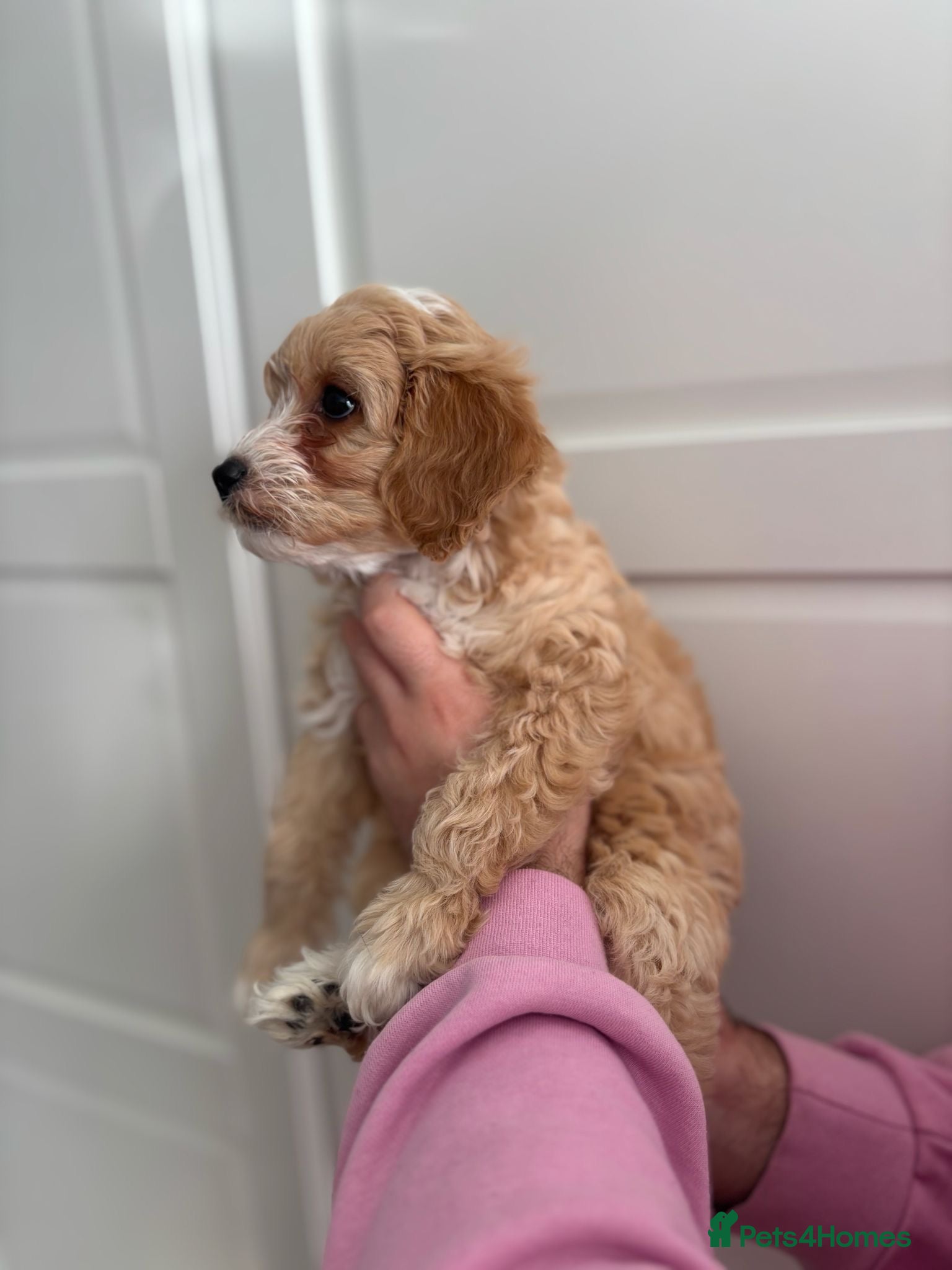 Cavapoochon dogs for sale: Stunning F1 Cavapoochon Puppies Healthy and Ready  in London - Advert 4