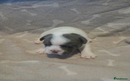 Mixed Breed dogs for sale: French bulldogs  - Image 1