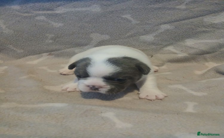 Mixed Breed dogs - Advert 4