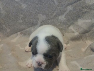 Mixed Breed dogs - Advert 37