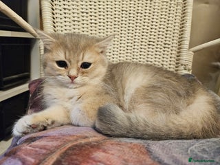 British Shorthair cats Stunning Lilac Golden British Shorthair kitten - Advert 7