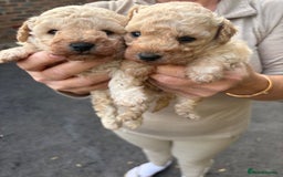 Toy Poodle dogs for sale: Toy Poodle Pups with Lovely Temperaments - Image 15
