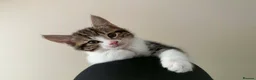 Mixed Breed cats for sale: 2 male kittens - Advert 15