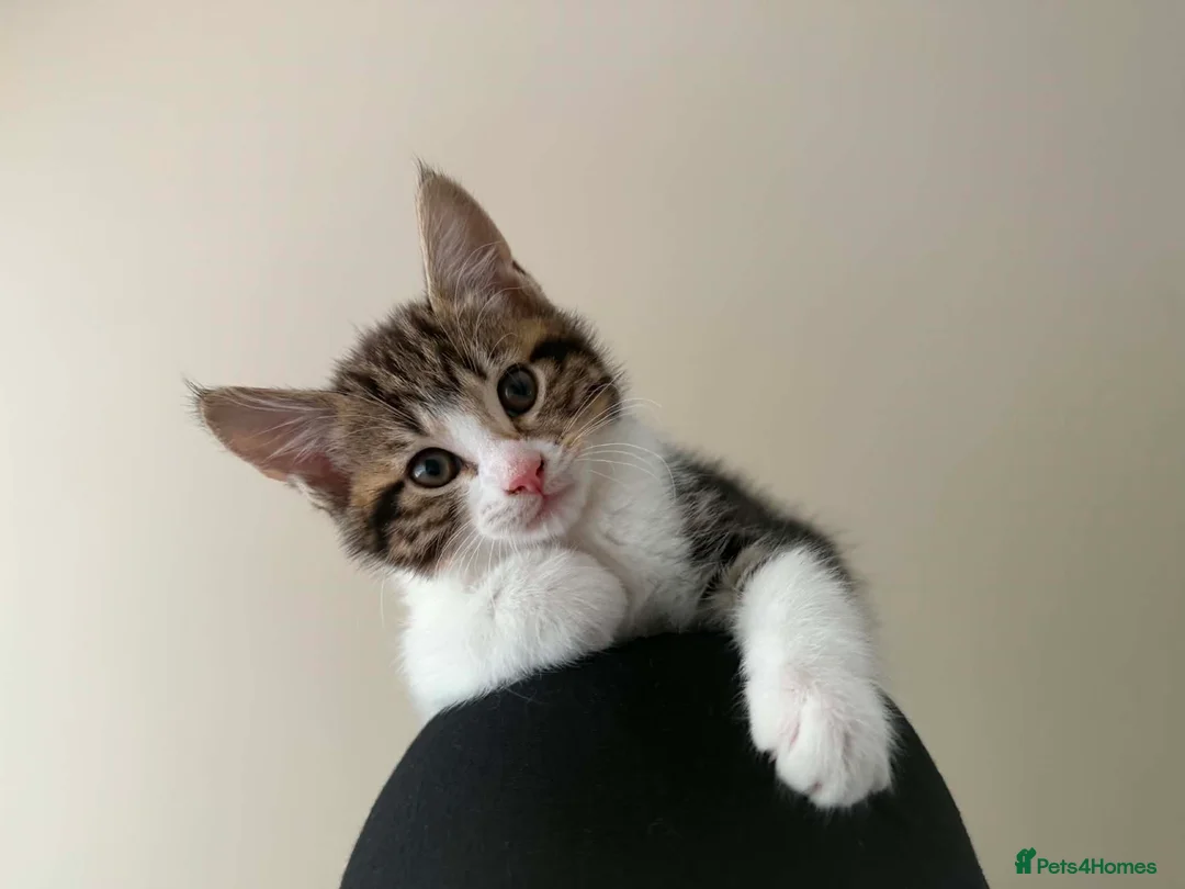Mixed Breed cats for sale: 2 male kittens - Advert 15