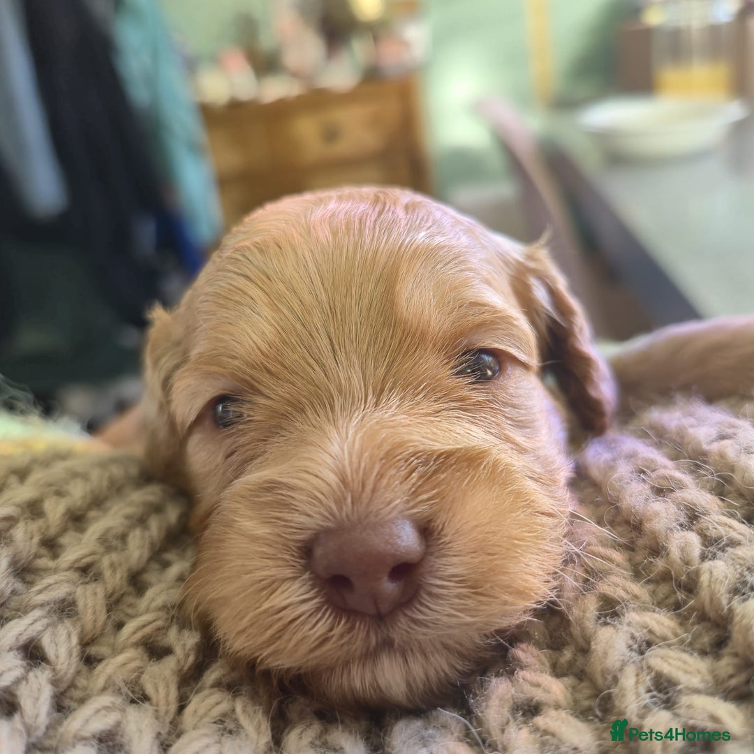 Cockapoo dogs for sale: 5 Stunning Cockapoo girls 💖 - Advert 19