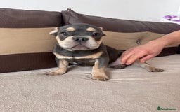 French Bulldog dogs for sale: French bulldogs - Image 5